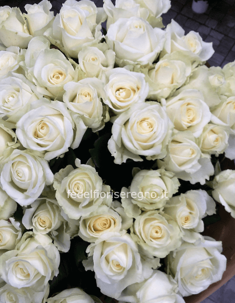 Rose bianche prima scelta 