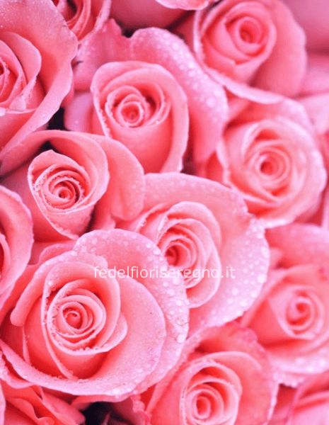 ROSE SINGOLO STELO